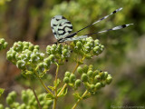 Griekse Wimpelstaart - Grecian Streamertail - Nemoptera coa