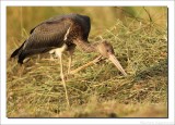 Zwarte Ooievaar    -    Black Stork