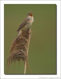 Bosrietzanger - Acrocephalus palustris - Marsh Warbler