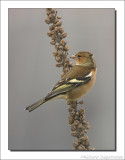 Vink - Fringilla coelebs - Chaffinch