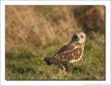 Velduil - Asio flammeus - Short-eared Owl