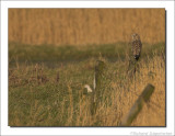 Velduil + Hermelijn    -    Short-eared Owl + Stoat