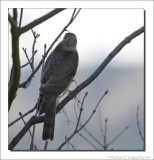 Sperwer - Accipiter nisus - Sparrow Hawk-