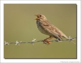 Grauwe Gors - Emberiza calandra - Corn Bunting