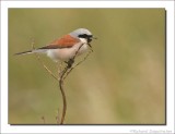 Grauwe Klauwier - Lanius collurio - Red-backed Shrike