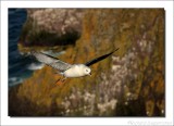 Noordse Stormvogel - Fulmarus glacialis - Fulmar