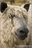 Wensleydale Longwool