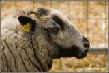 Badgerface welsh mountain