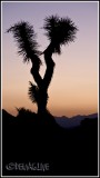 Joshua Tree park at dusk