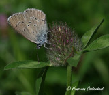 Klaverblauwtje Zuid Limburg 1 augustus 2009