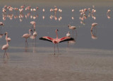 Being Free, Africa