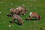 Wildlife of Jasper National Park, Alberta