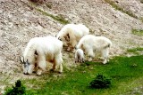 Wildlife of Jasper National Park, Alberta