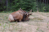 Wildlife of Jasper National Park, Alberta