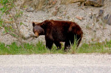 Wildlife of Jasper National Park, Alberta
