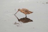 Bolsa Chica Wetlands