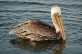 Bolsa Chica Wetlands