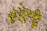 Mojave & Red Rock Canyon  025