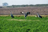 Birds of the Delta