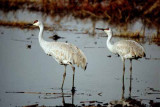 Birds of the Delta