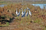 Birds of the Delta