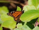 Monarchs,Thanksgiving 08 041.jpg