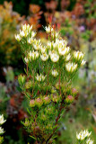 UC Santa Cruz Arboretum