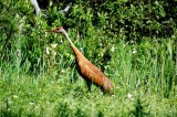 Sandhill Crane, Michigan