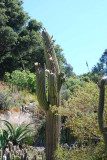 Desert Blooms & Succulents