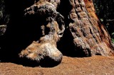 giant Sequoia foundation