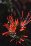 Wildflowers of Mt. Diablo