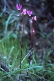 Wildflowers of Mt. Diablo