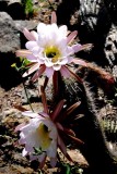 Desert Blooms & Succulents