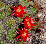 Desert Blooms & Succulents