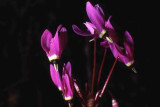 shooting stars, Mt.Diablo SP,CA