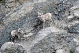 young rock climbers