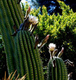 Desert Blooms & Succulents