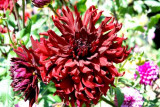 Mendocino Coast Botanical Gardens