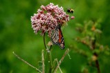 Seney National Wildlife Refuge