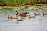 Seney National Wildlife Refuge