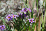 UC Botanical Gardens