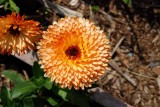 Flowers From the Garden