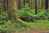 Olympic Peninsula