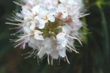 Wildflowers of Mt. Diablo