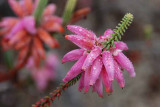 UC Santa Cruz Arboretum