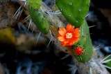 Desert Blooms & Succulents