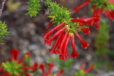 UC Santa Cruz Arboretum