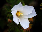 UC Santa Cruz Arboretum