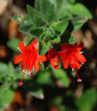 Flowers From the Garden