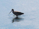 Bodega Bay  & The Sonoma Coast